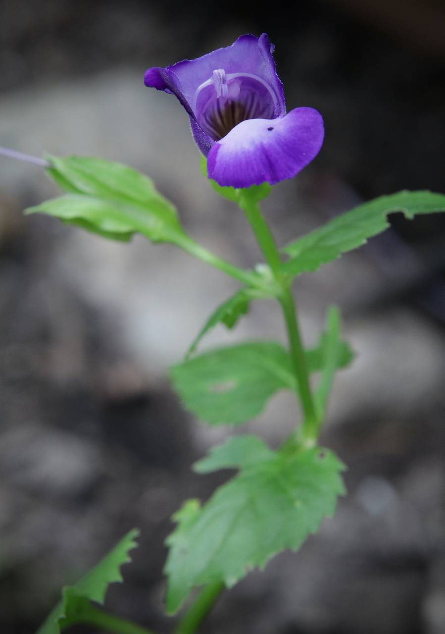 Photo of Wishbone Flower