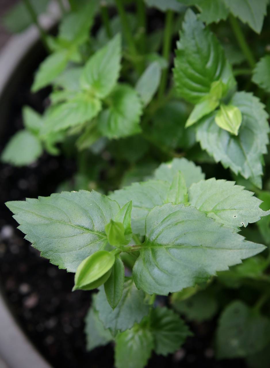 Photo of Wishbone Flower