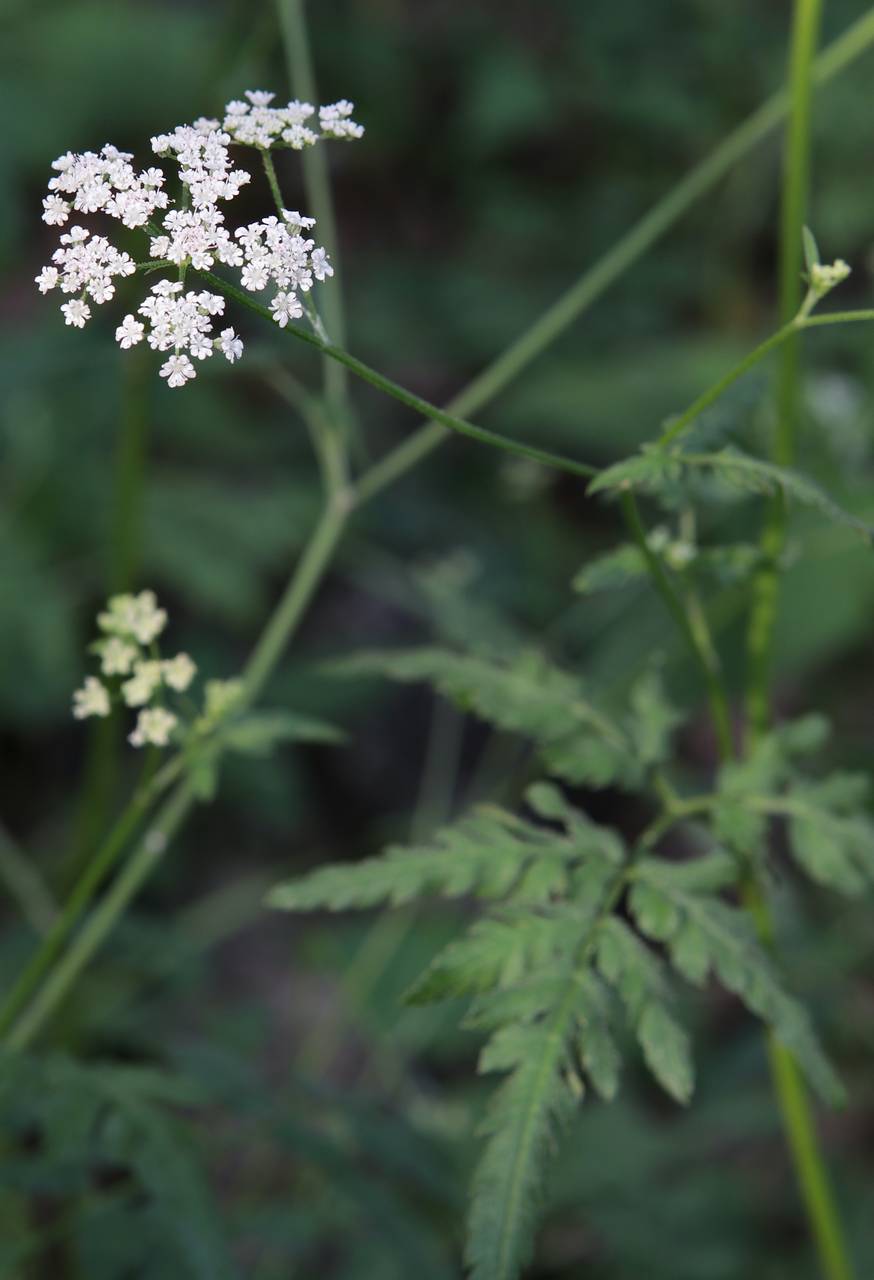 Photo of Japanese Hedge Parsley