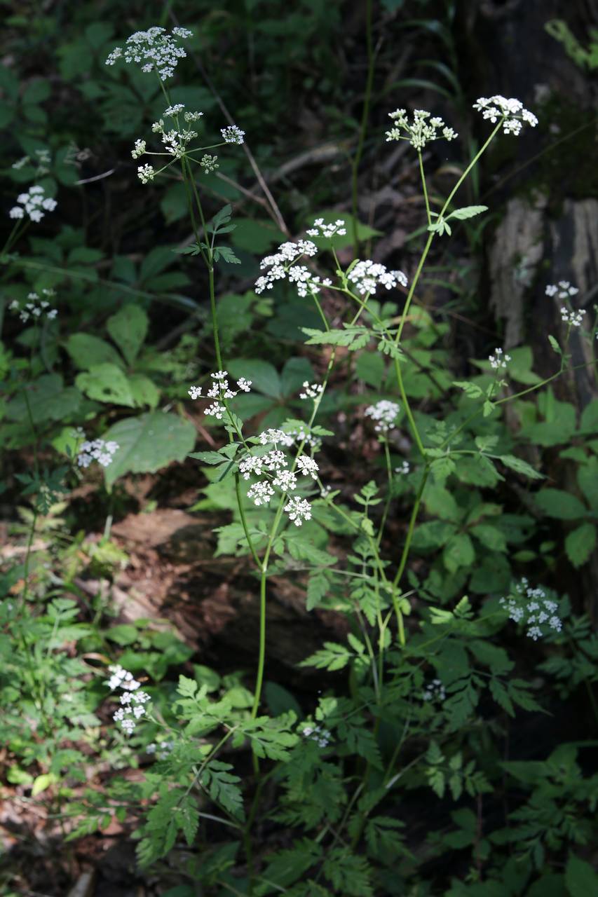 Photo of Japanese Hedge Parsley