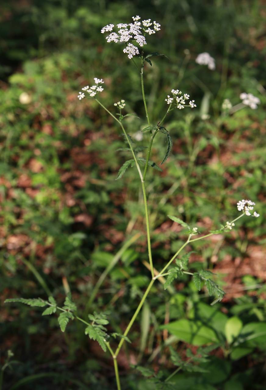 Photo of Japanese Hedge Parsley