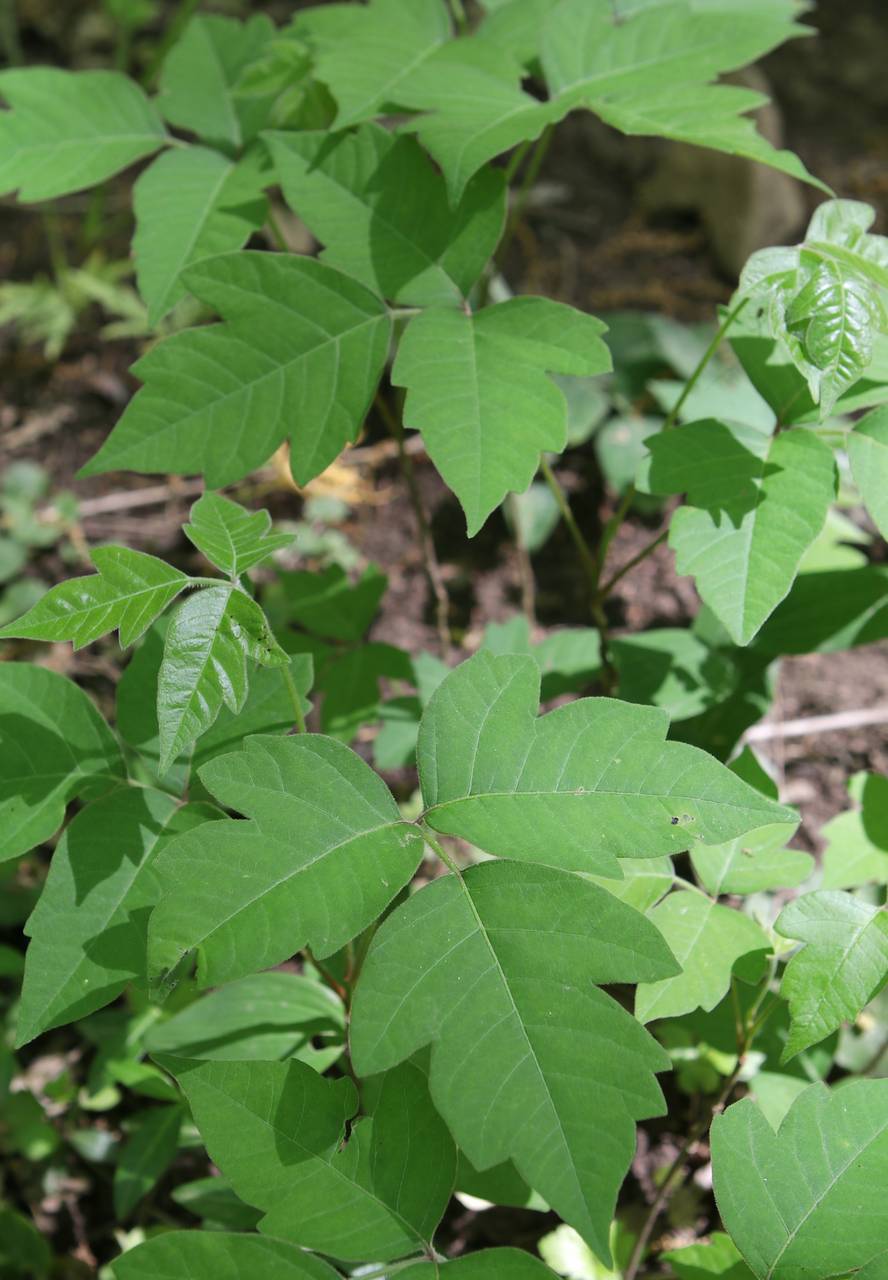 Photo of Poison Ivy