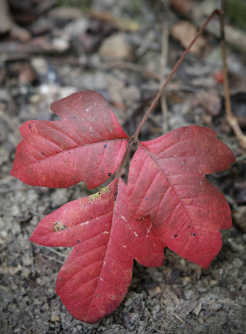 Photo of Poison Ivy