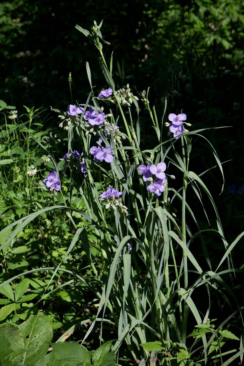 Photo of Ohio Spiderwort