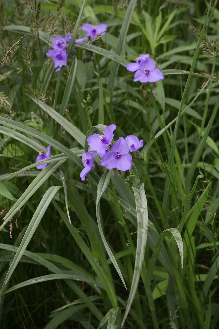 Photo of Ohio Spiderwort