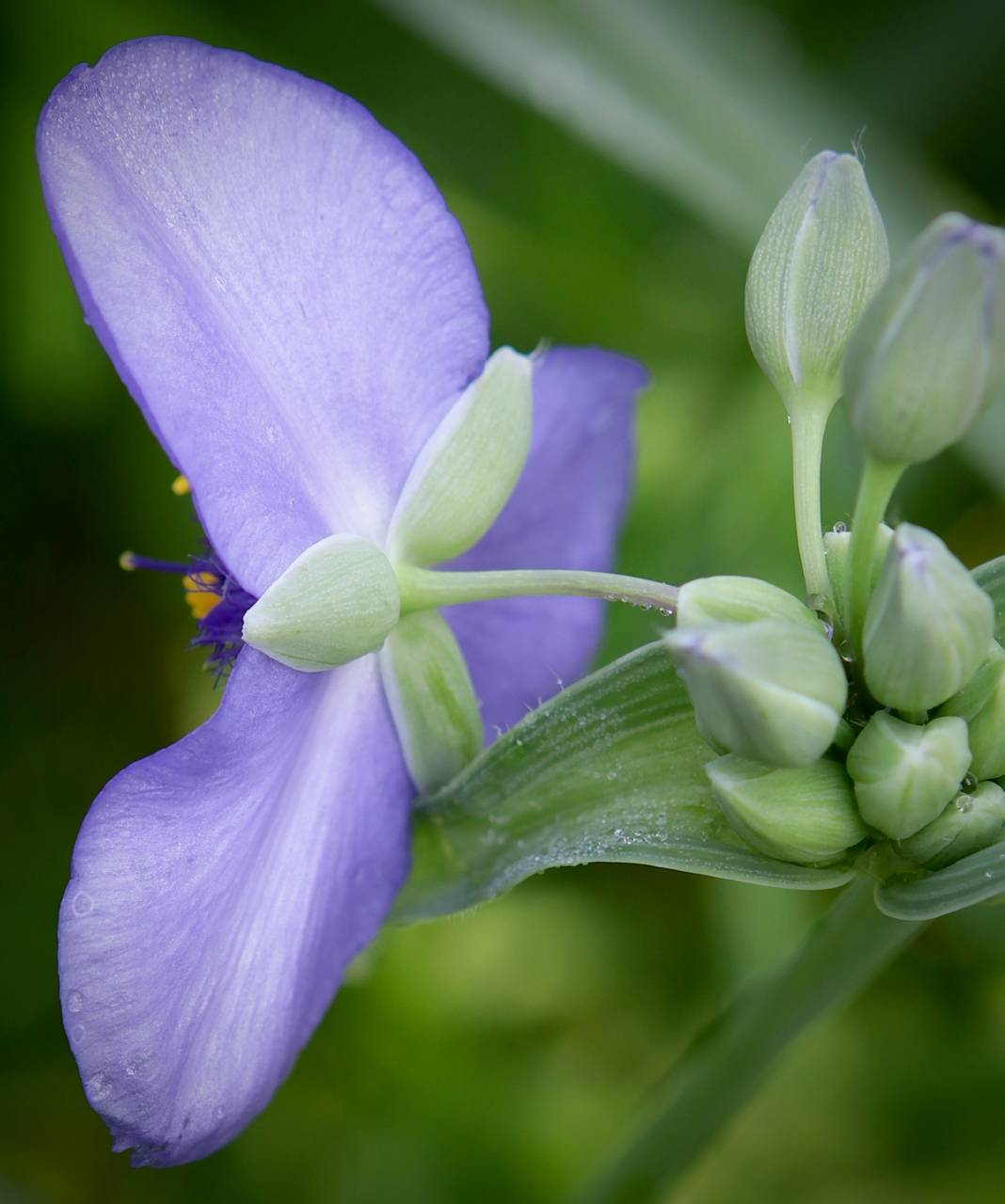 Photo of Ohio Spiderwort