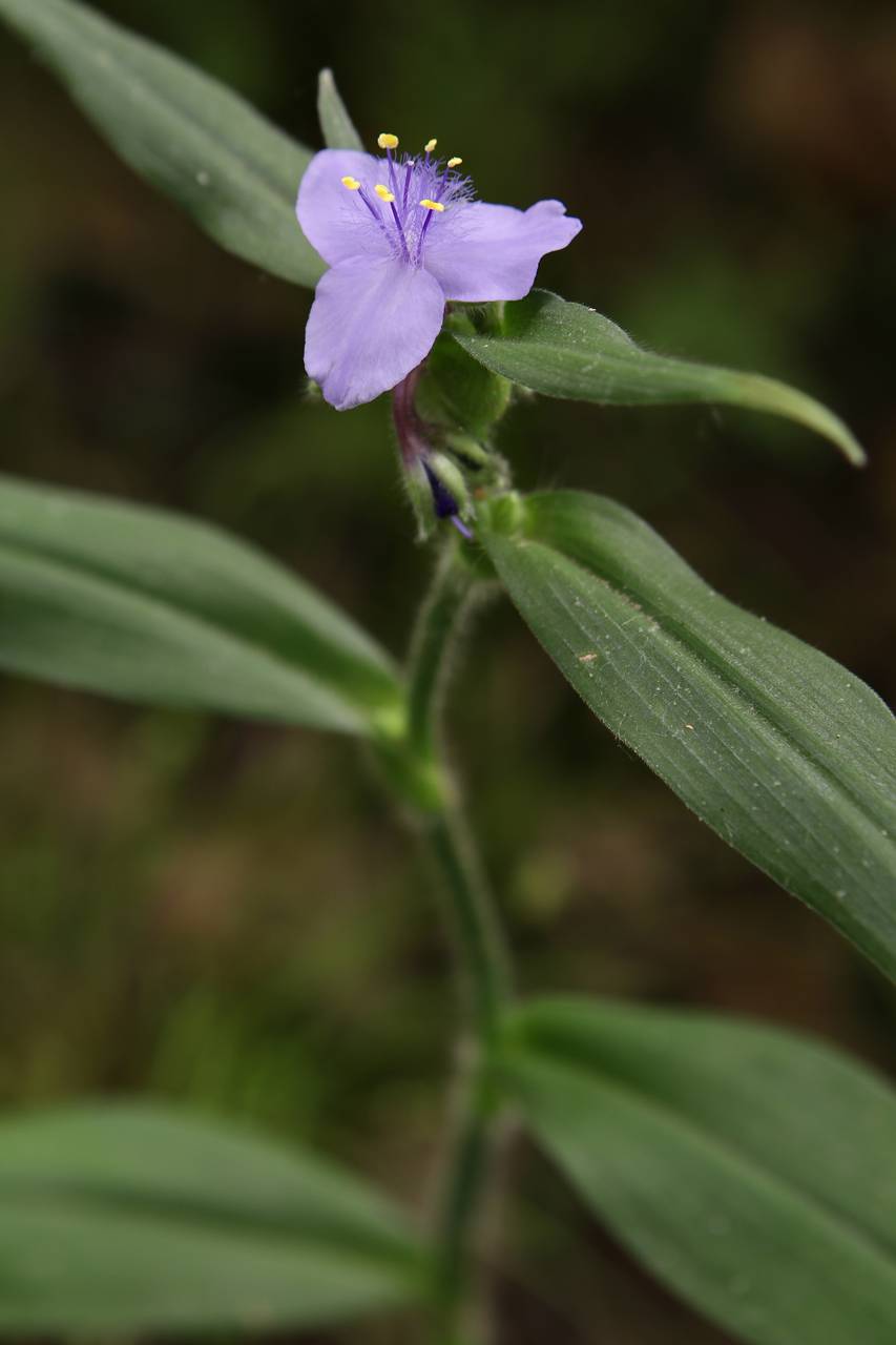 Photo of Zigzag Spiderwort
