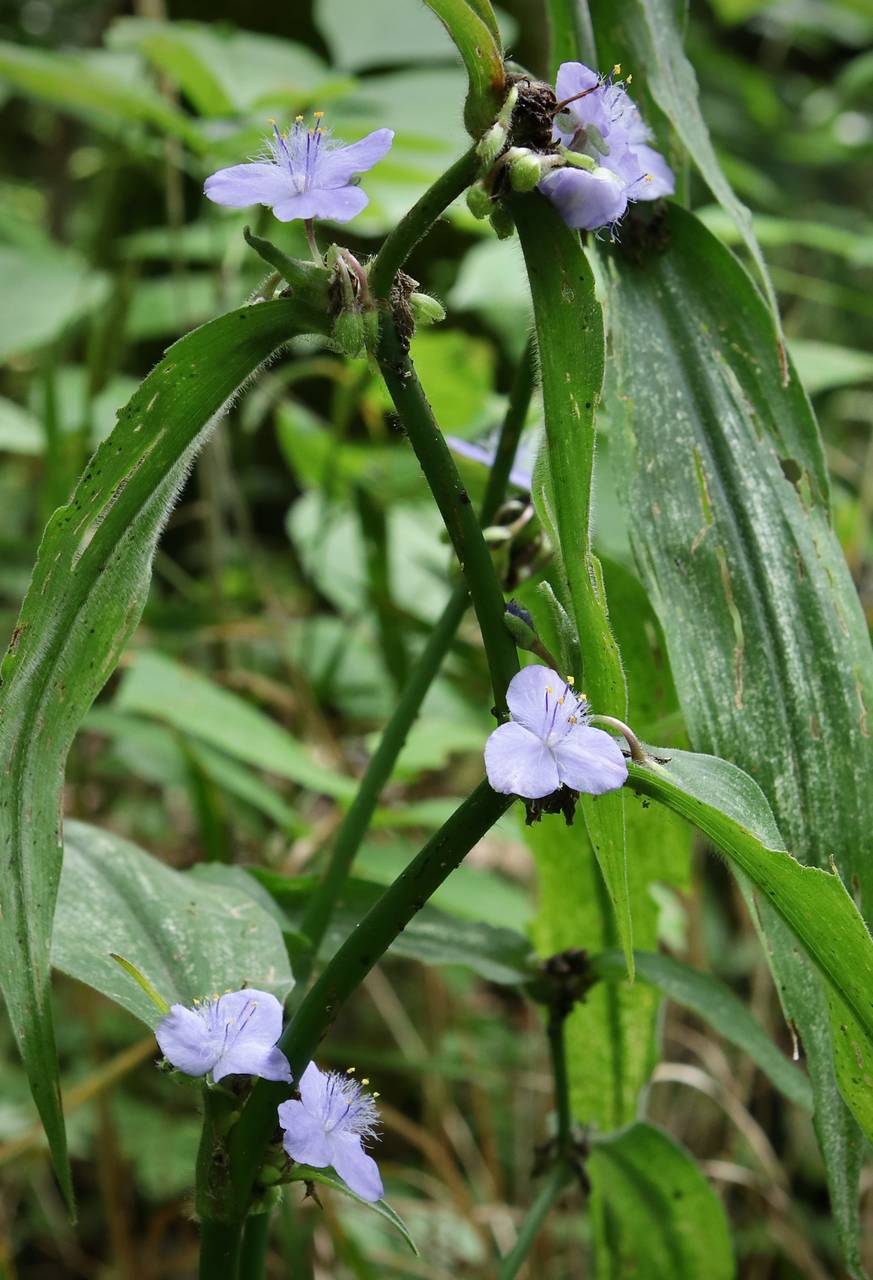 Photo of Zigzag Spiderwort
