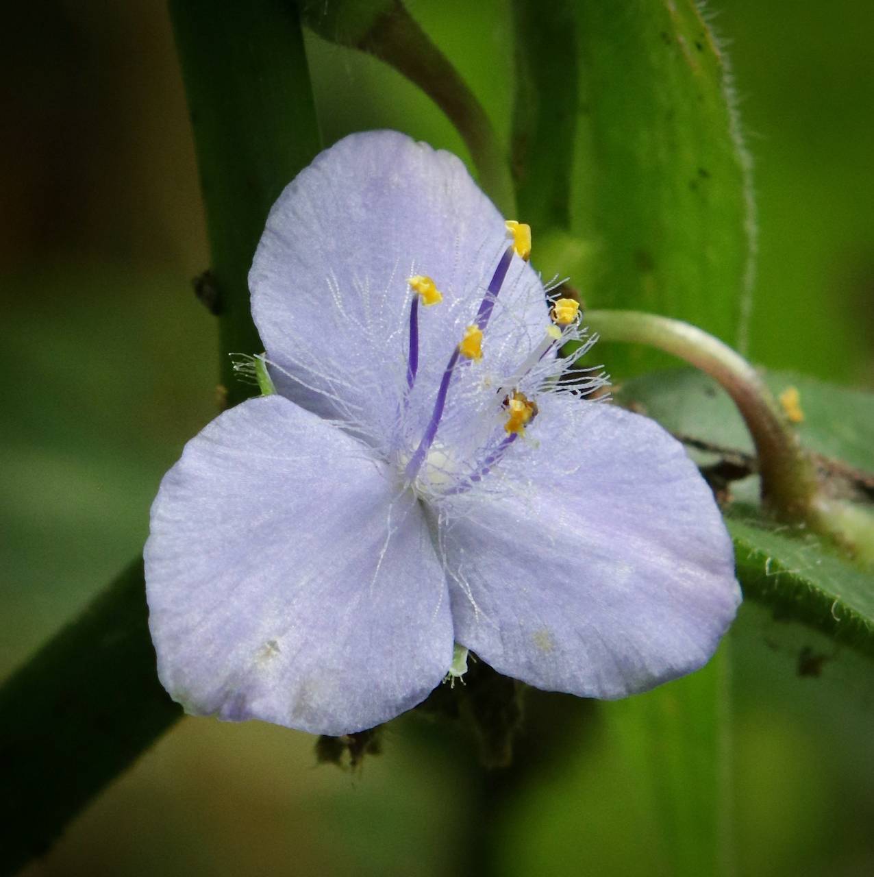 Photo of Zigzag Spiderwort
