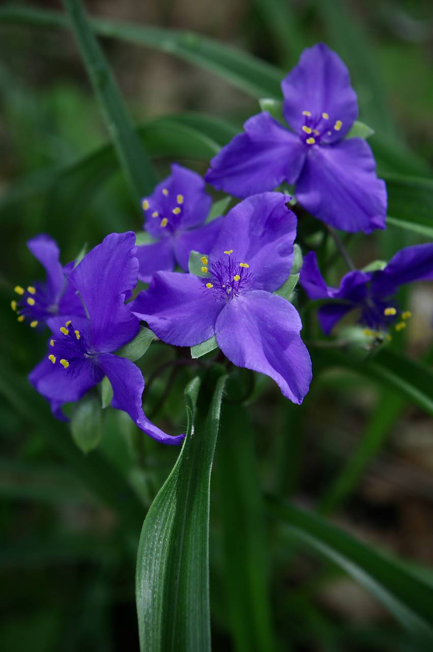 Photo of Virginia Spiderwort