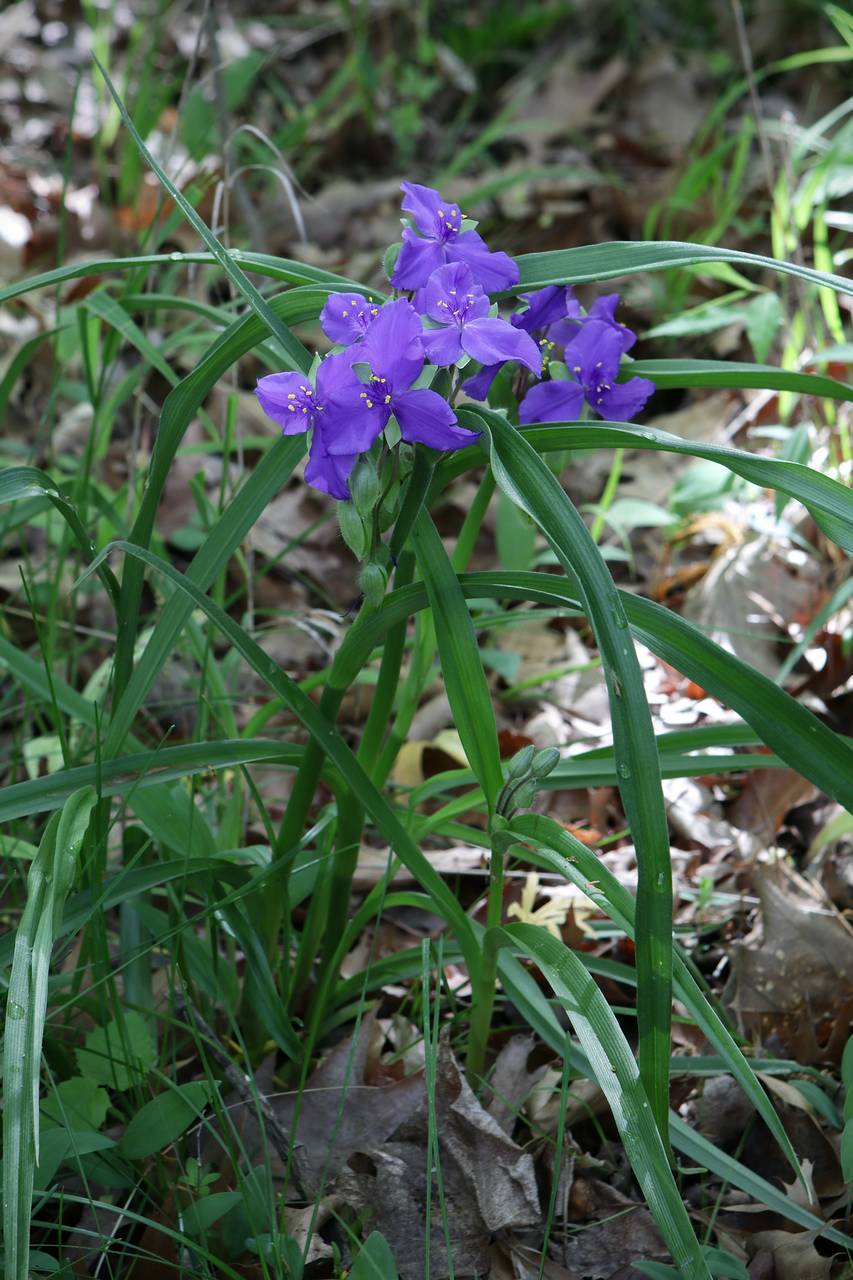 Photo of Virginia Spiderwort