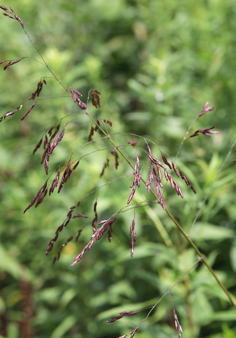 Photo of Grease Grass