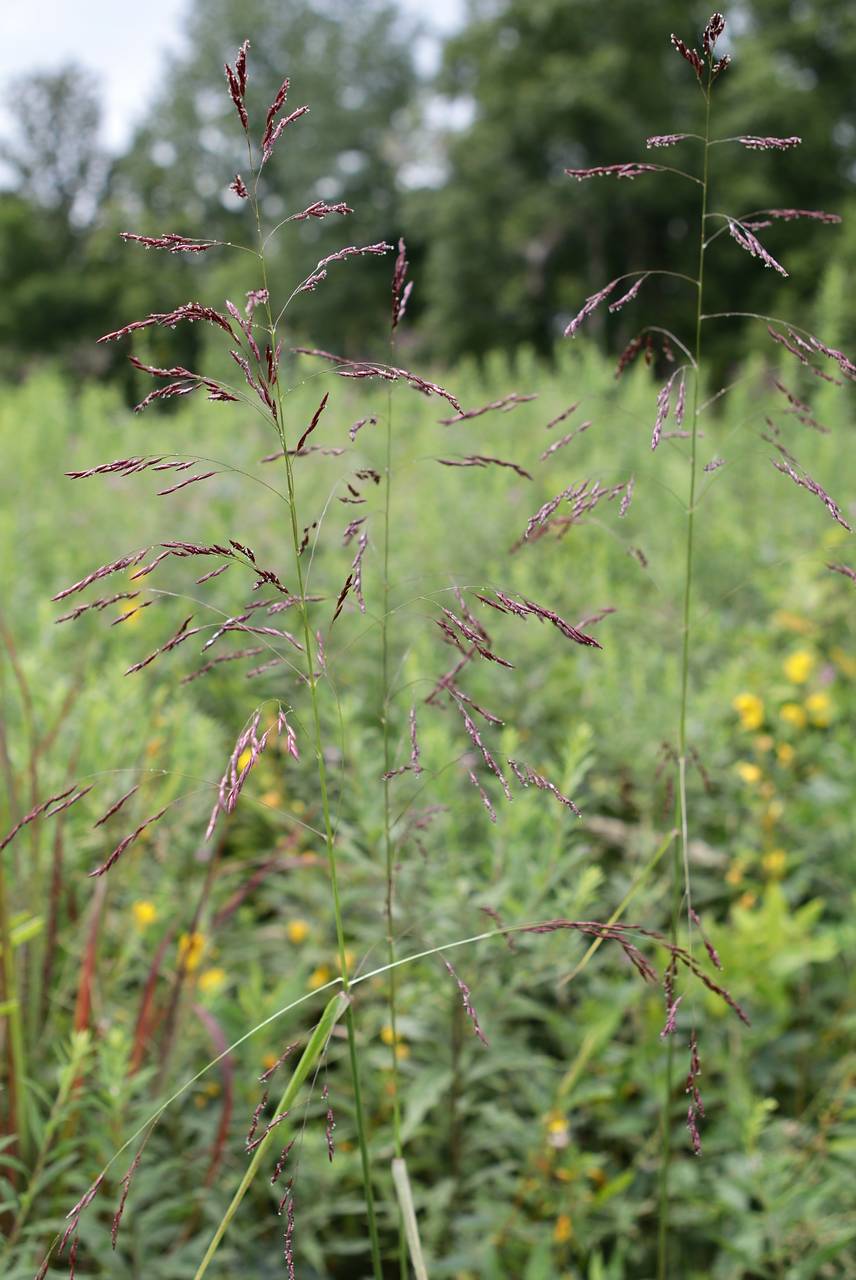 Photo of Grease Grass