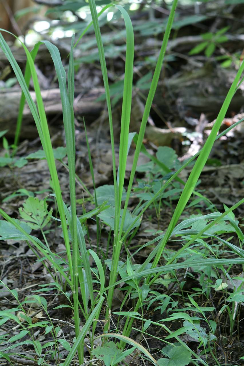 Photo of Grease Grass