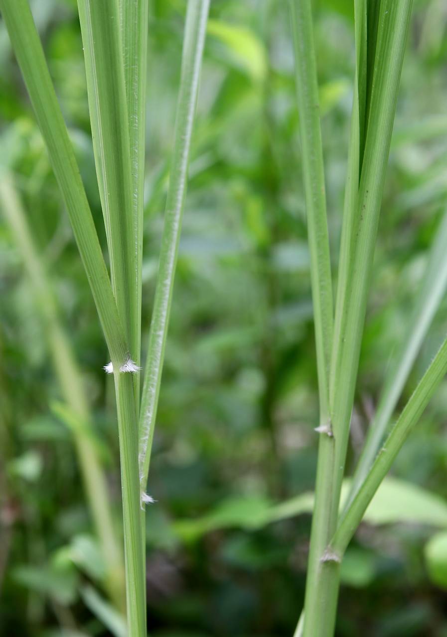 Photo of Grease Grass
