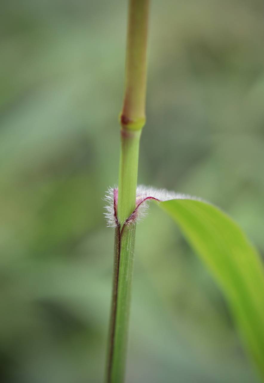 Photo of Grease Grass