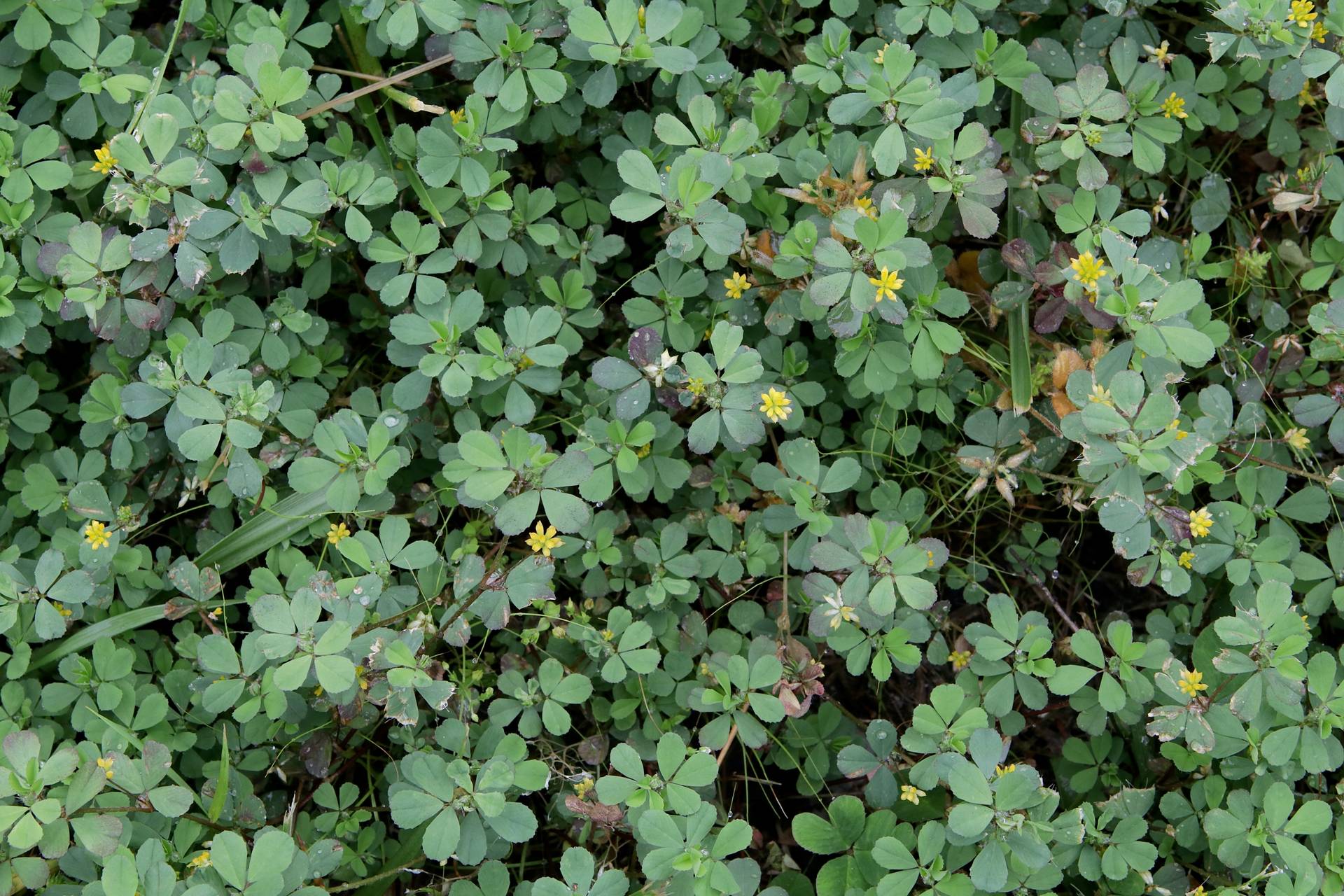 Photo of Lesser Hop Trefoil
