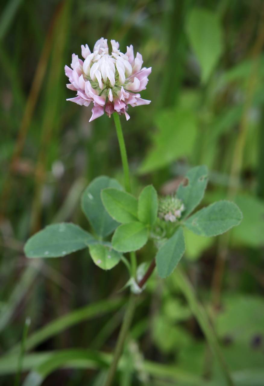 Photo of Alsike Clover