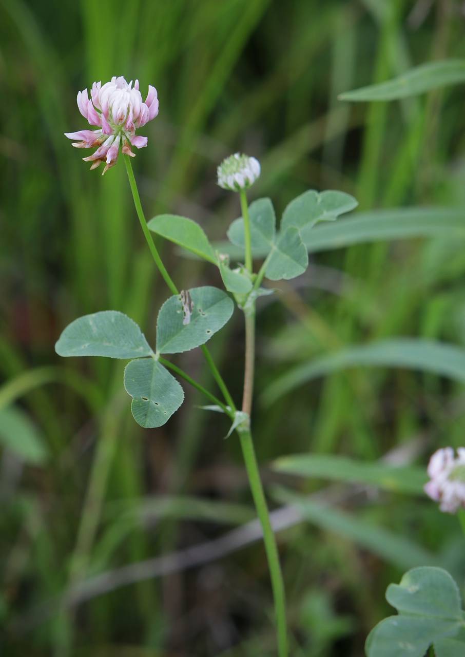 Photo of Alsike Clover