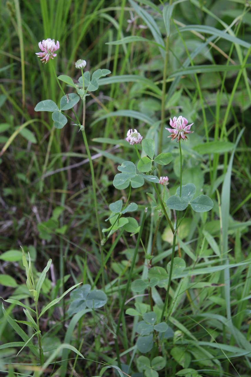 Photo of Alsike Clover