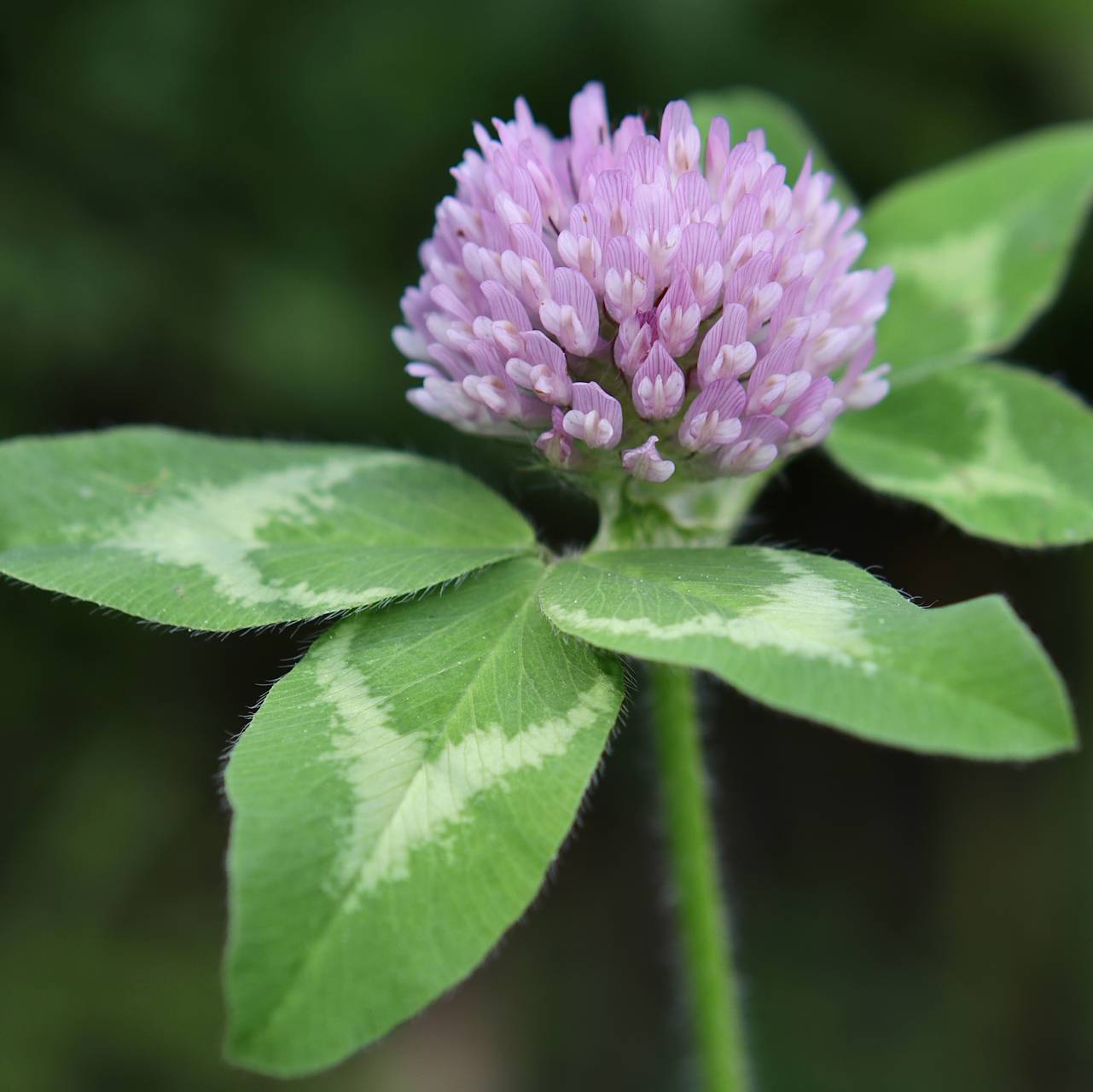 Photo of Red Clover