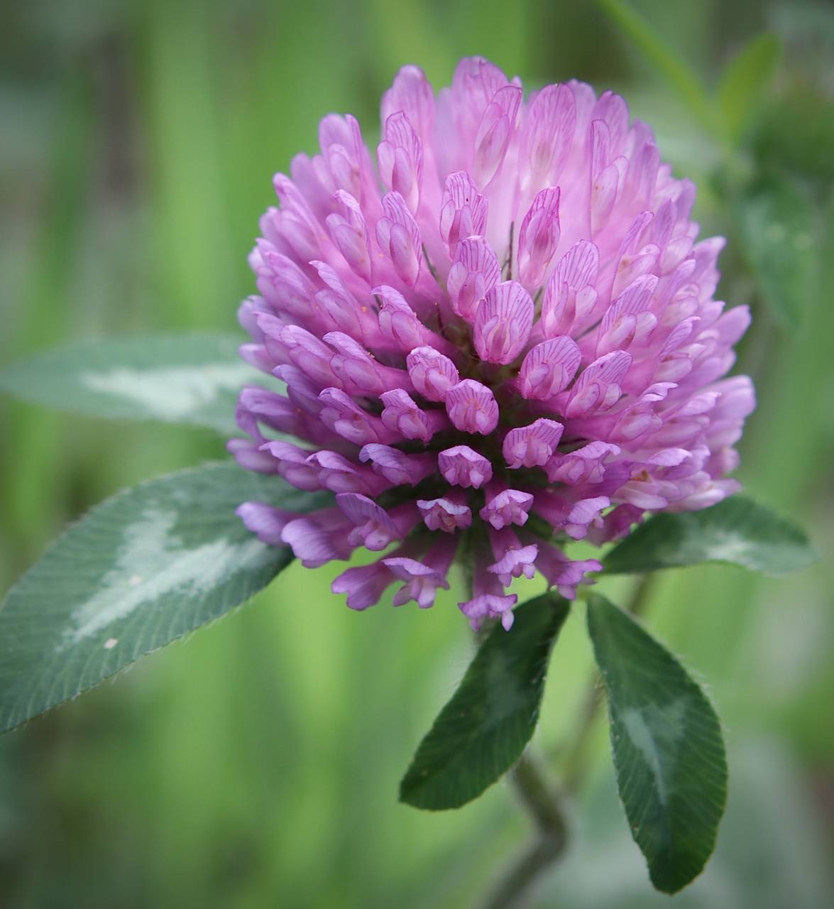 Photo of Red Clover