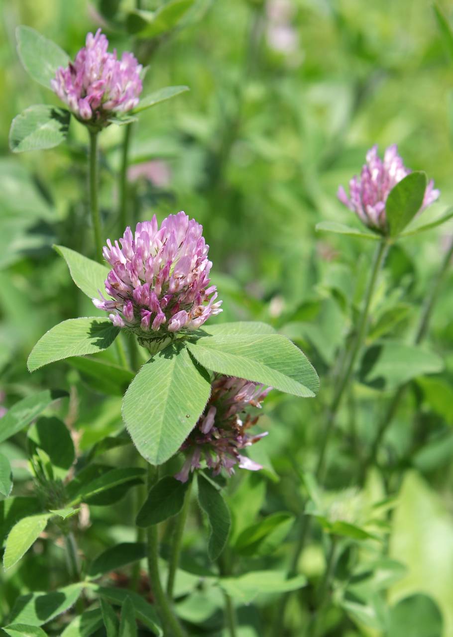 Photo of Red Clover