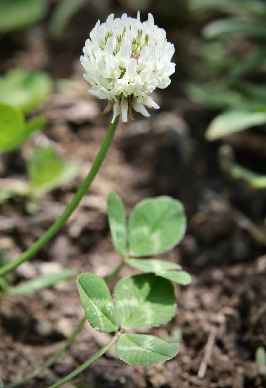 Photo of White Clover