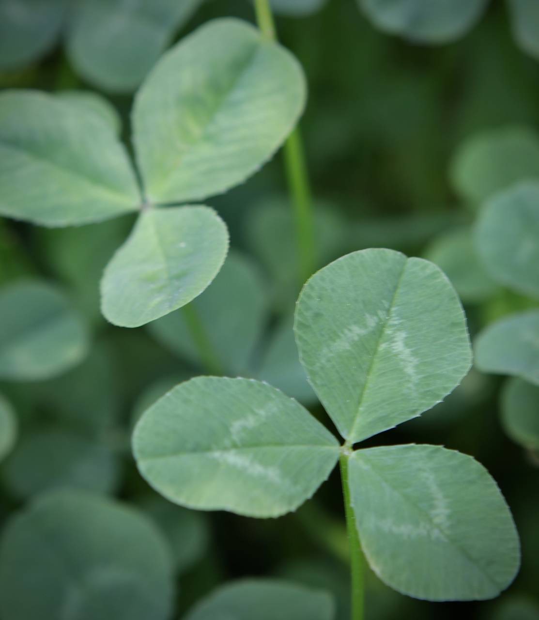 Photo of White Clover