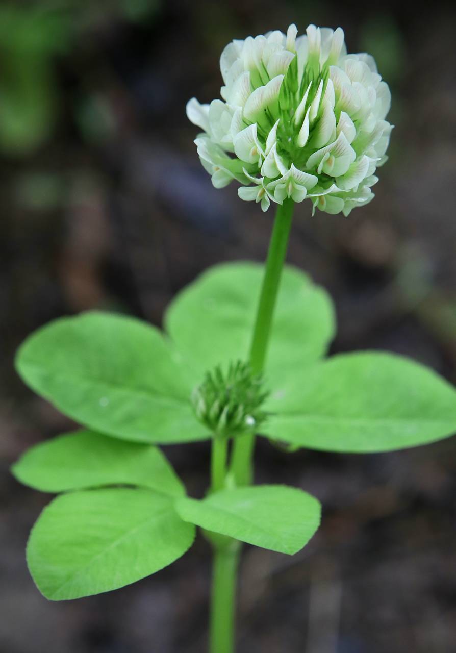 Photo of Running Buffalo Clover
