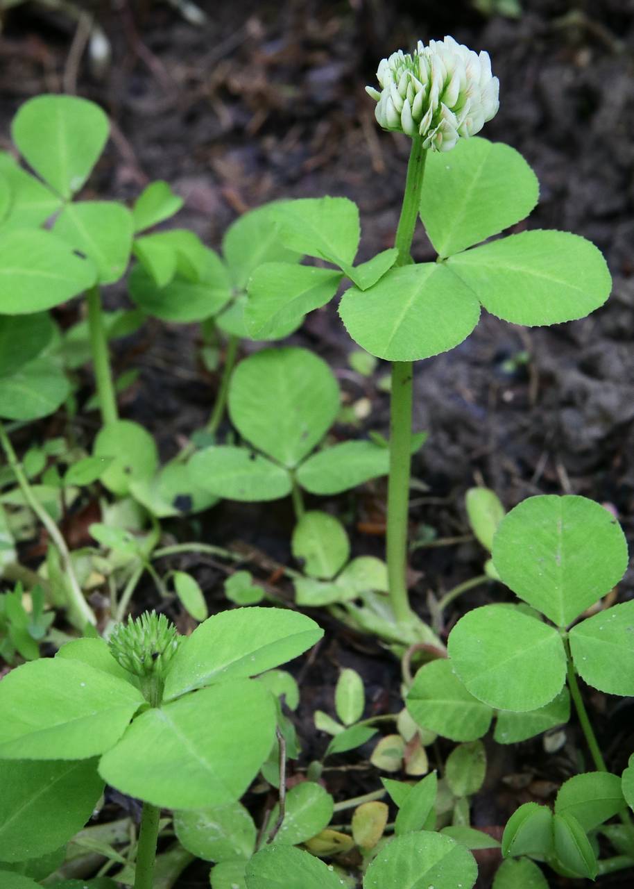 Photo of Running Buffalo Clover