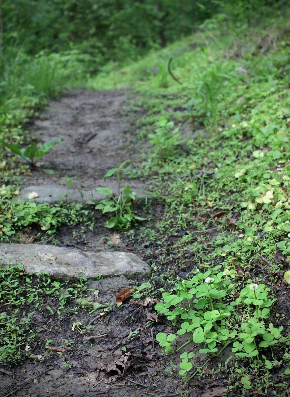 Photo of Running Buffalo Clover