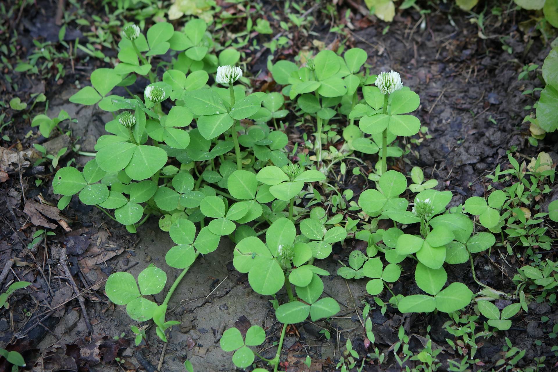 Photo of Running Buffalo Clover