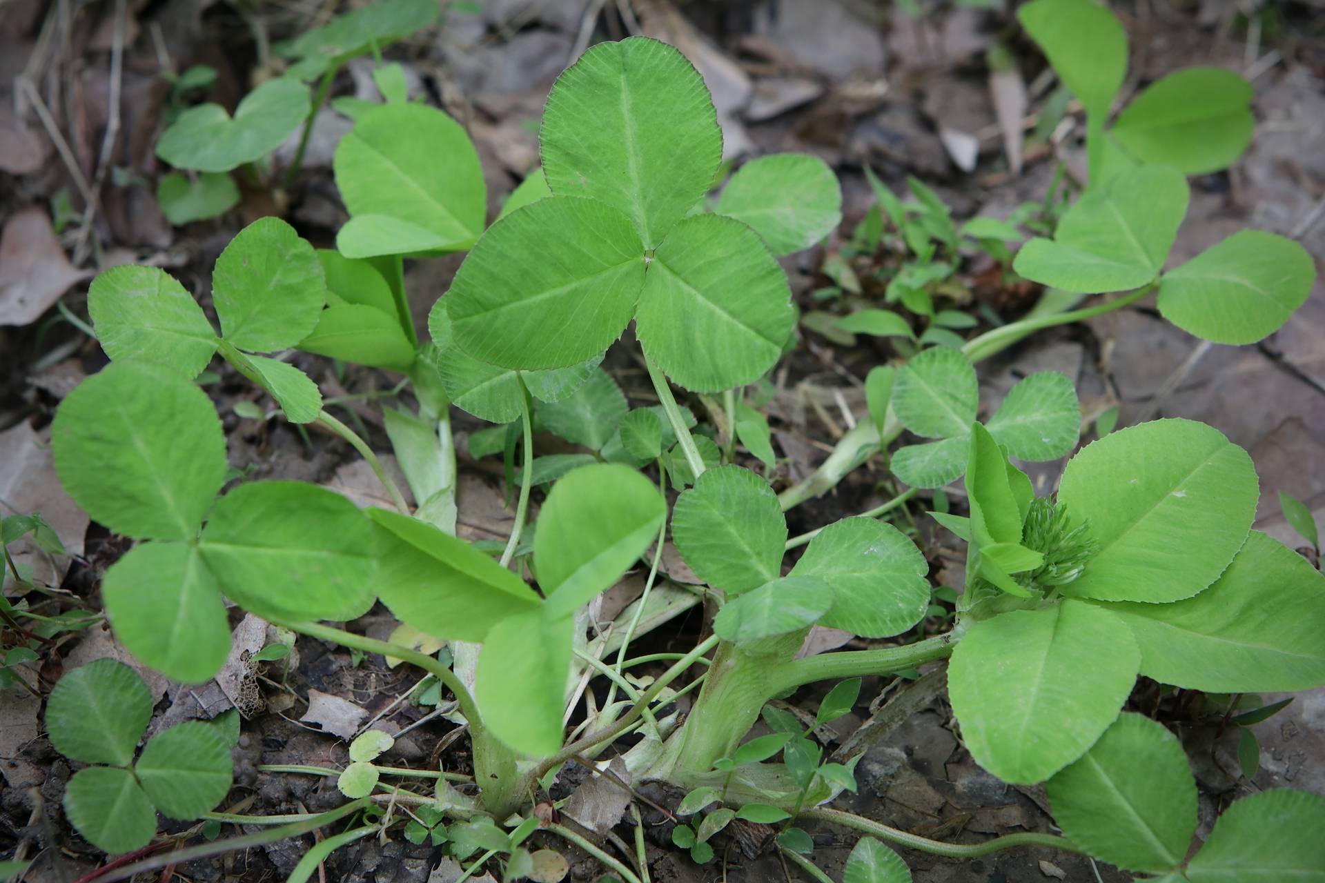 Photo of Running Buffalo Clover