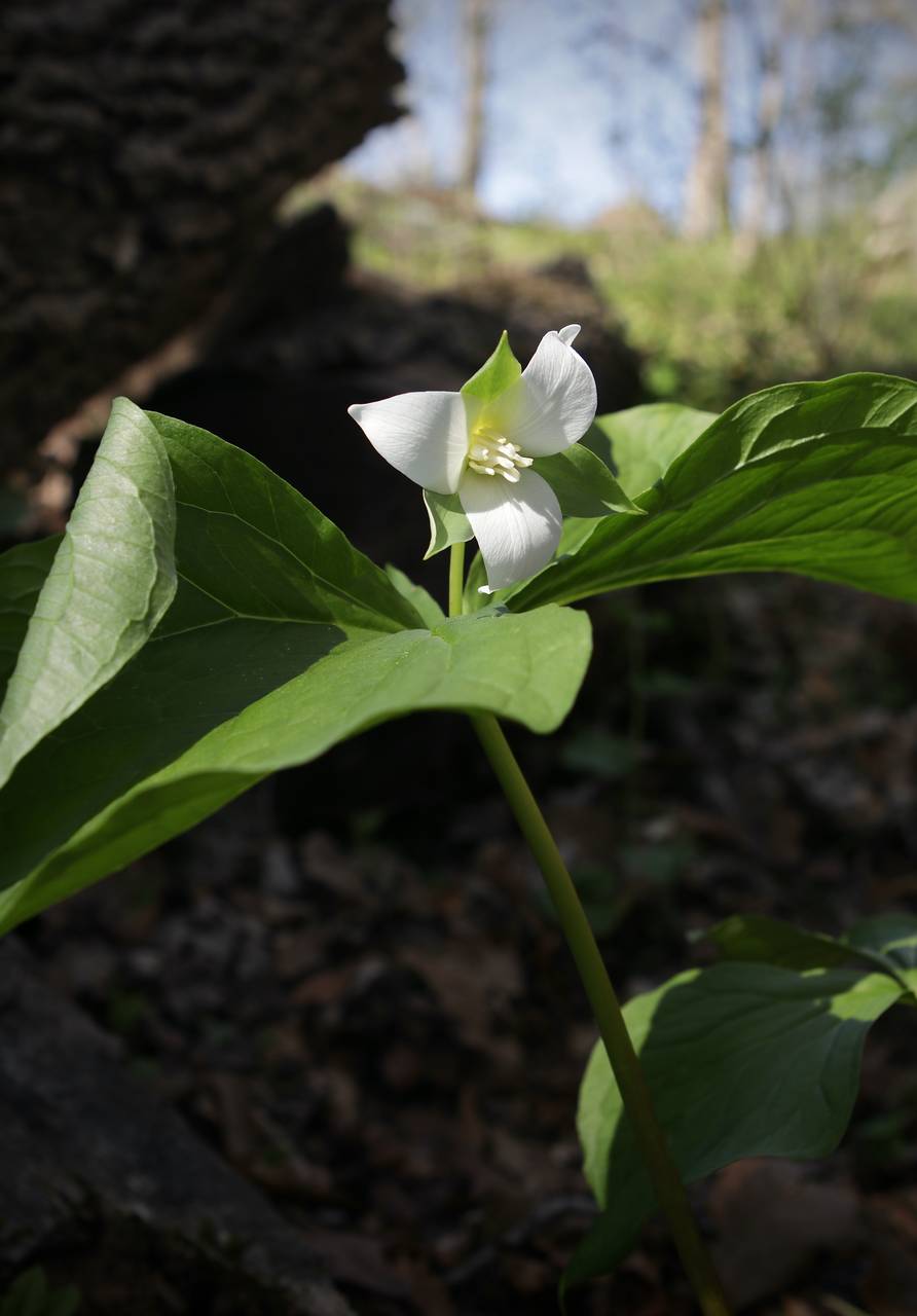 Photo of Bent Trillium