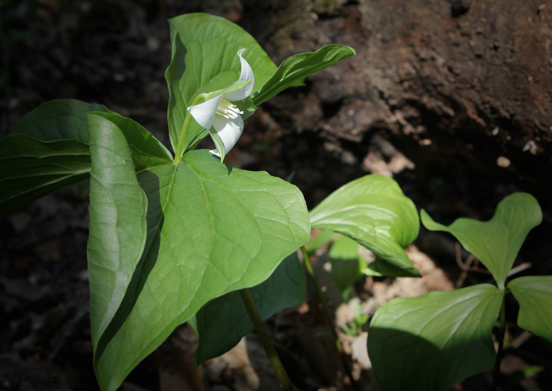Photo of Bent Trillium