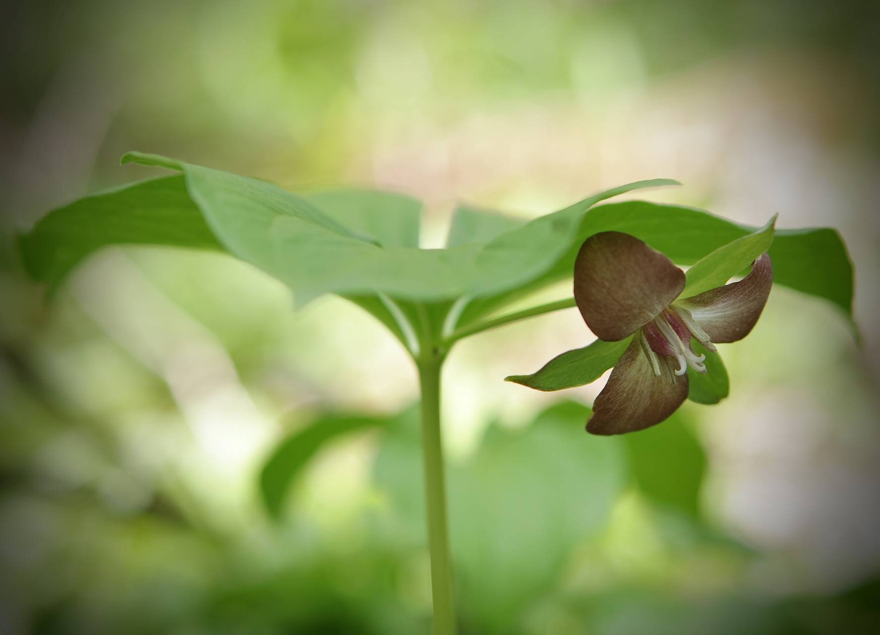 Photo of Bent Trillium