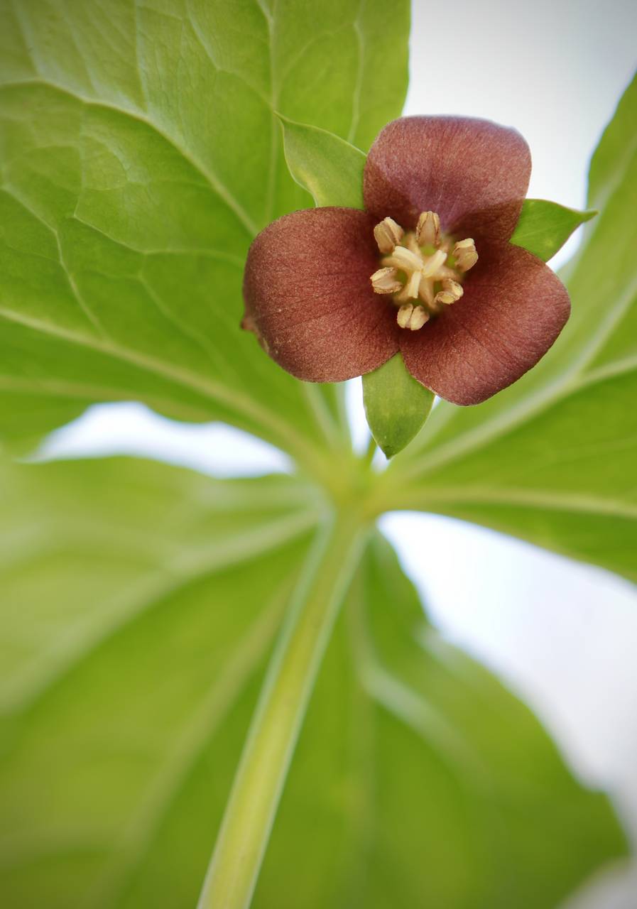 Photo of Bent Trillium