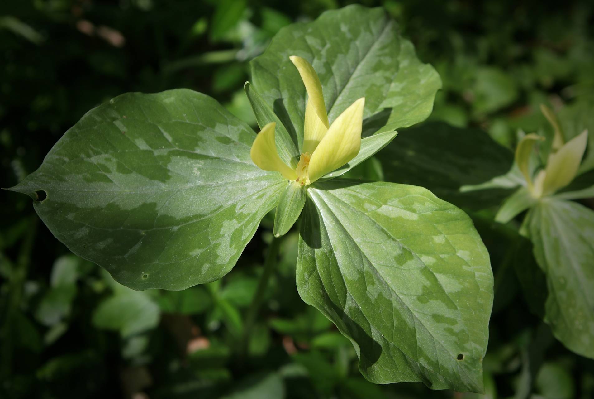 Photo of Yellow Trillium