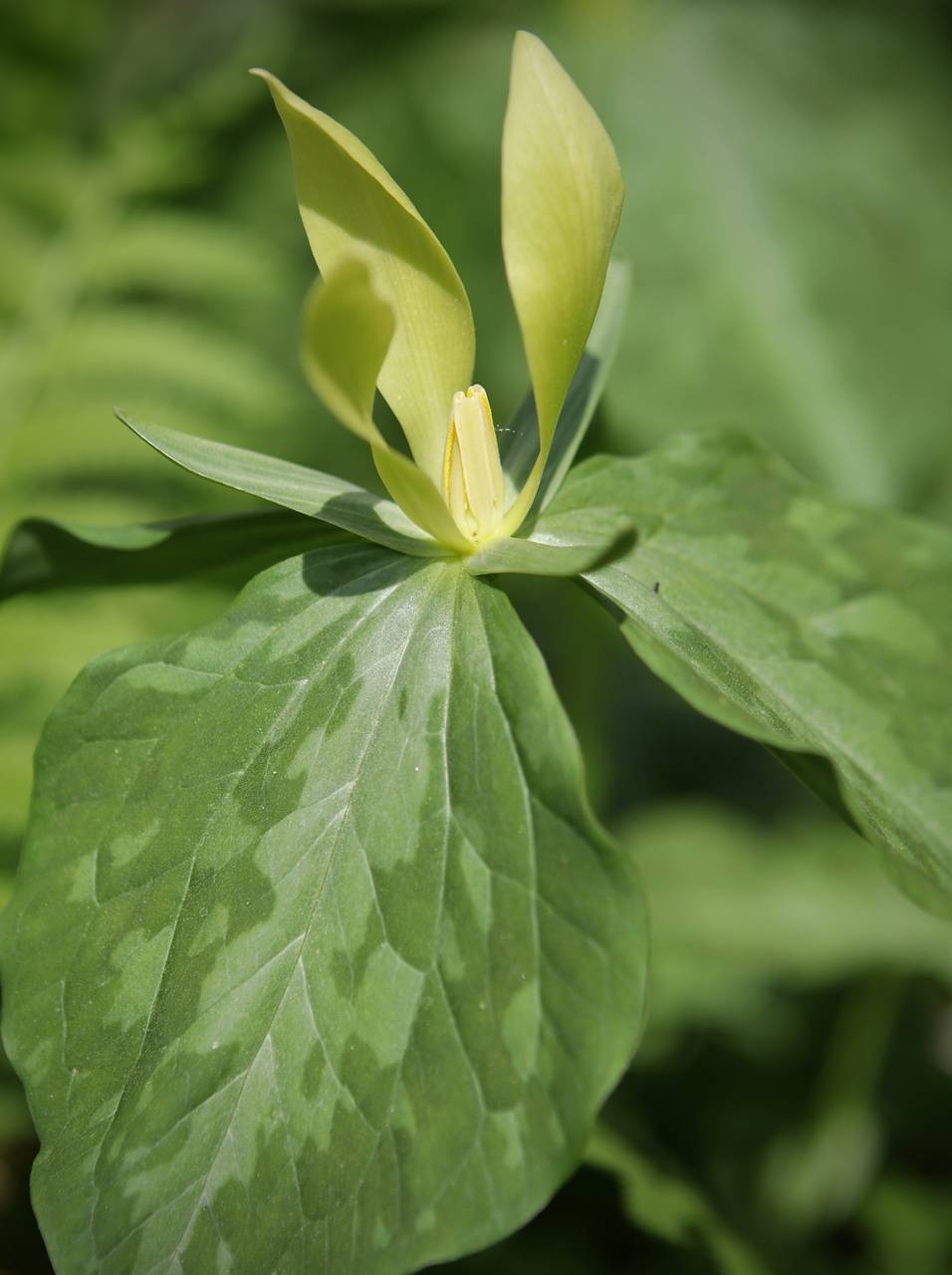 Photo of Yellow Trillium