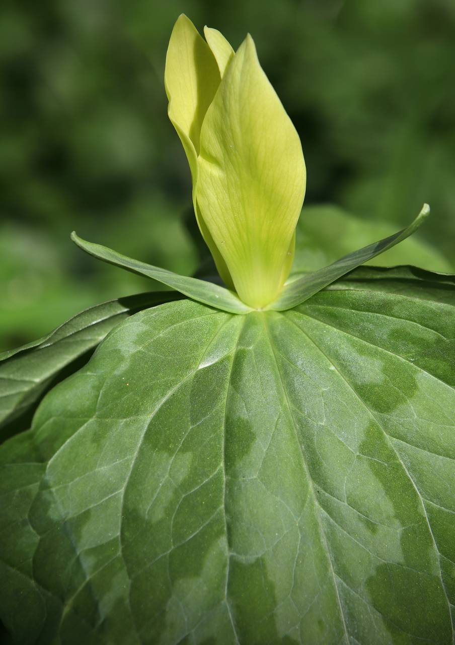 Photo of Yellow Trillium