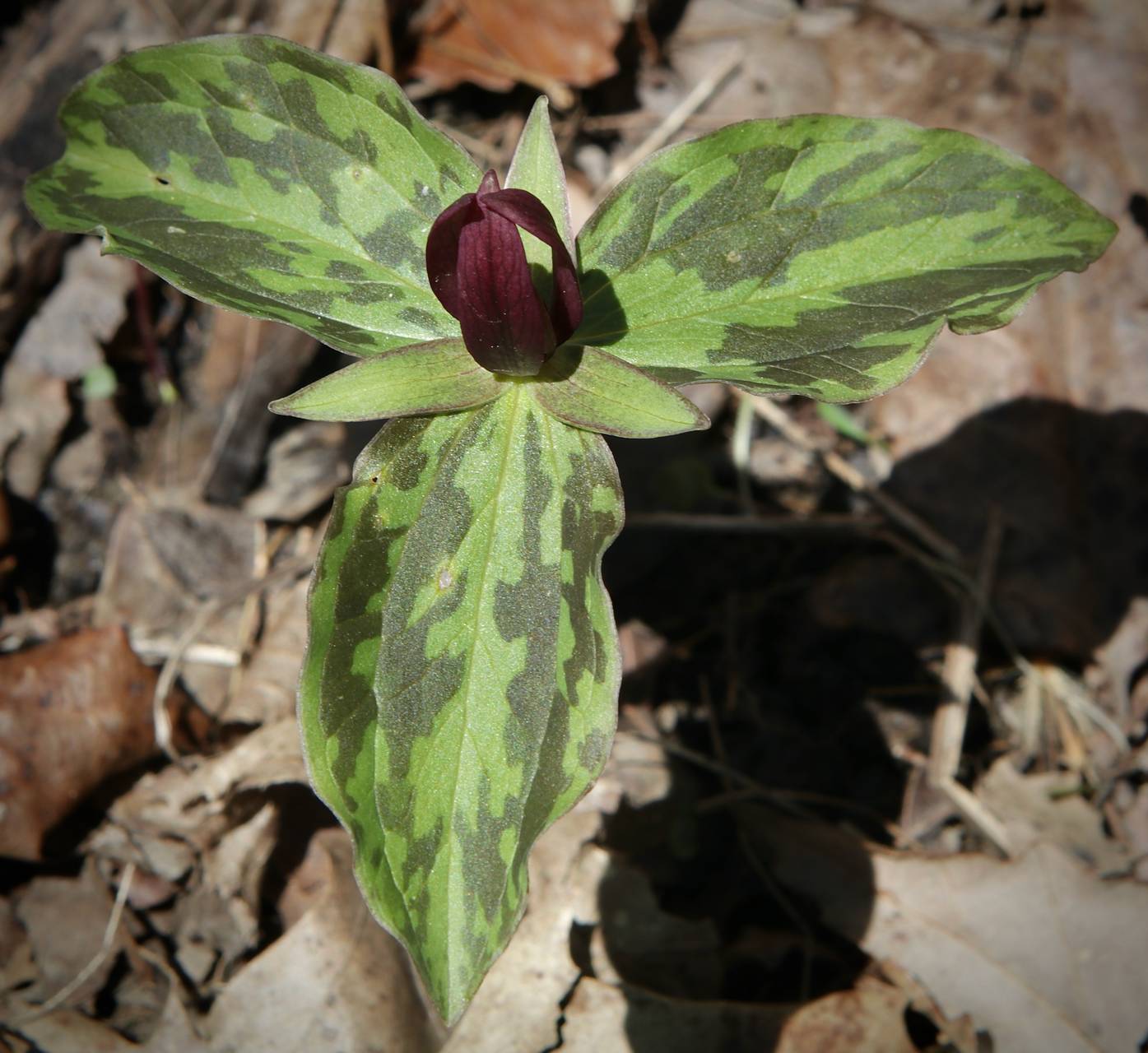 Photo of Sessile Trillium