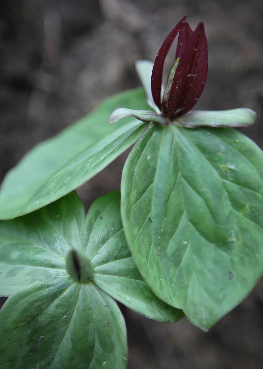 Photo of Sessile Trillium