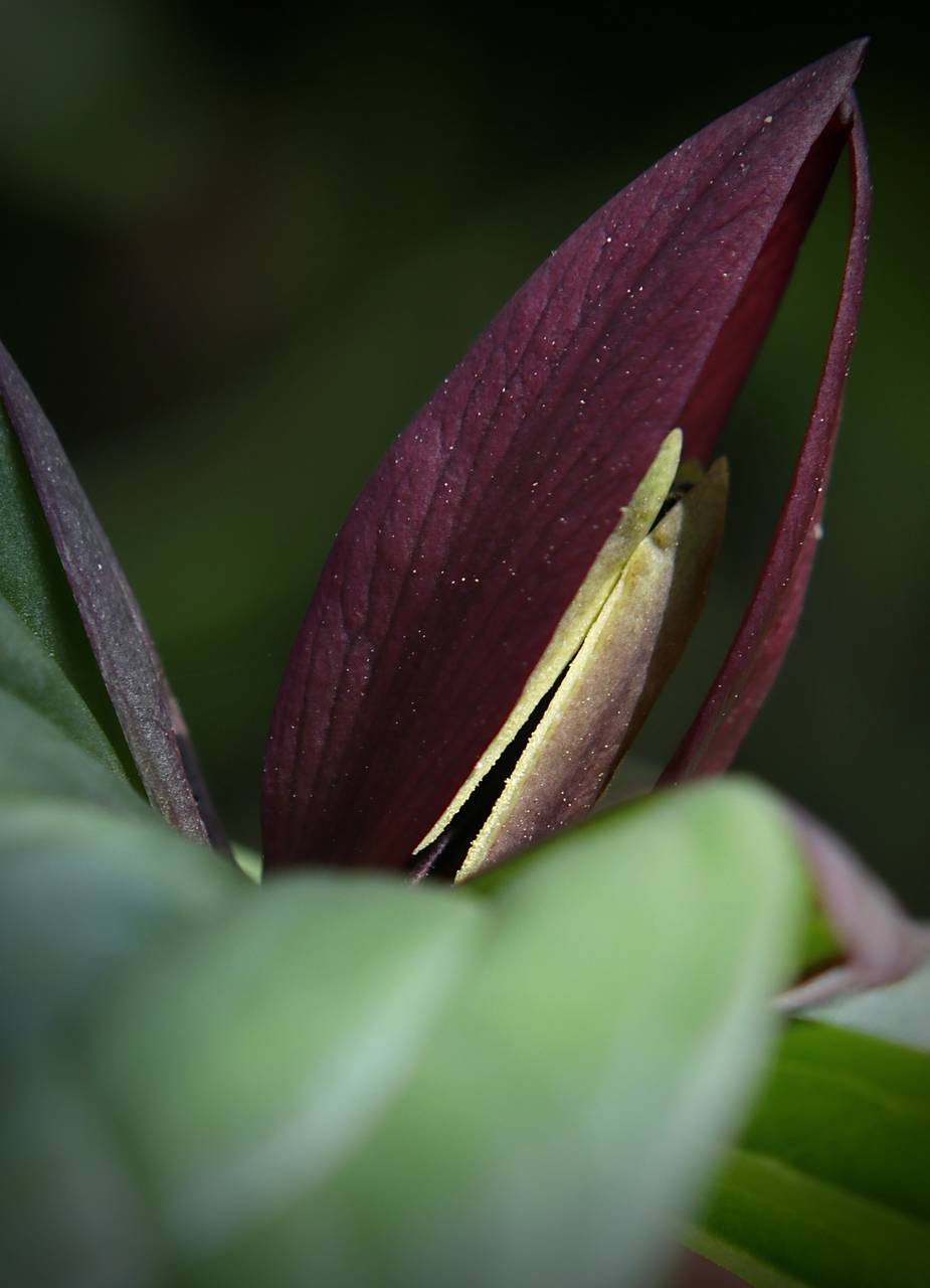 Photo of Sessile Trillium