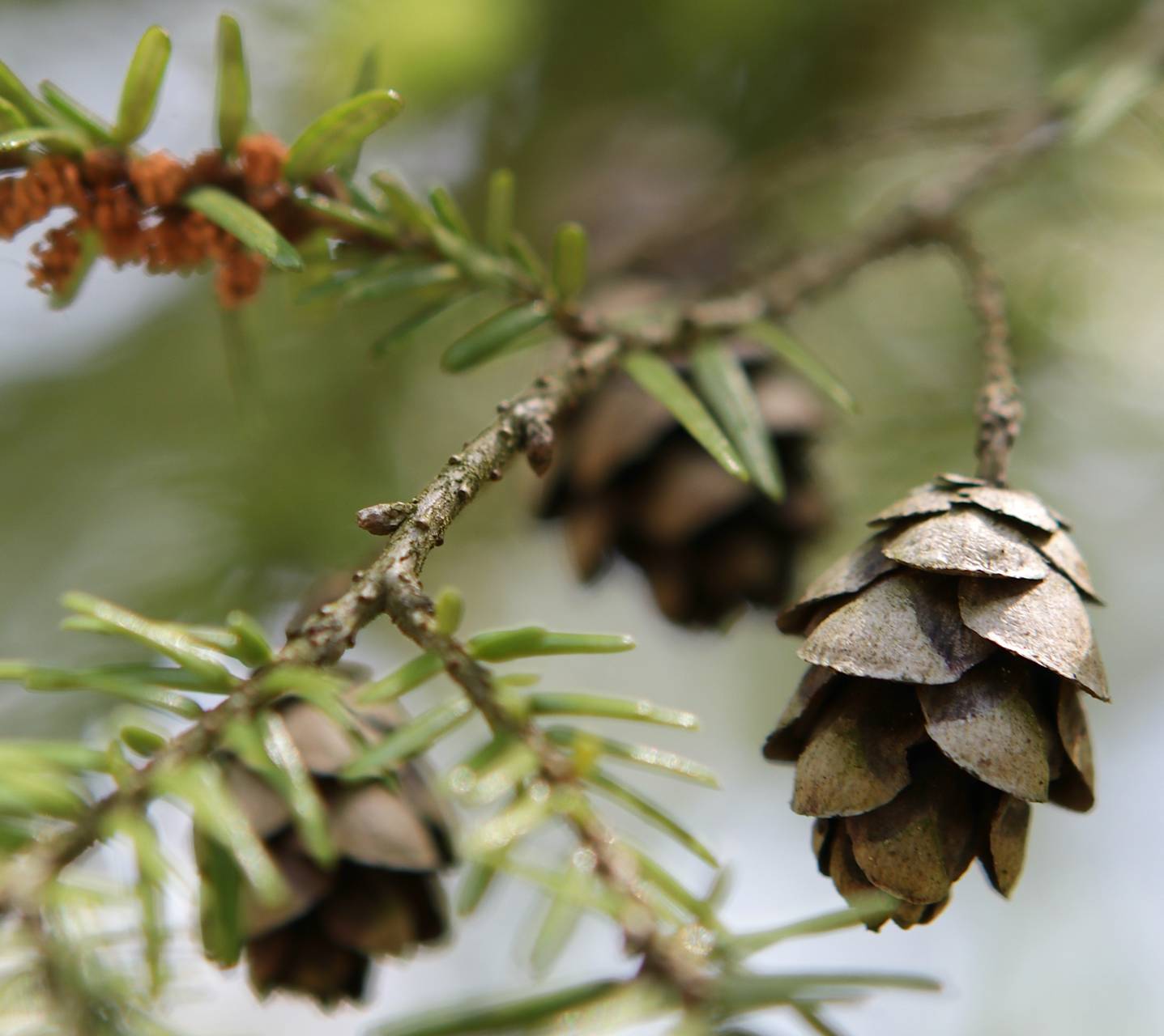 Photo of Eastern Hemlock