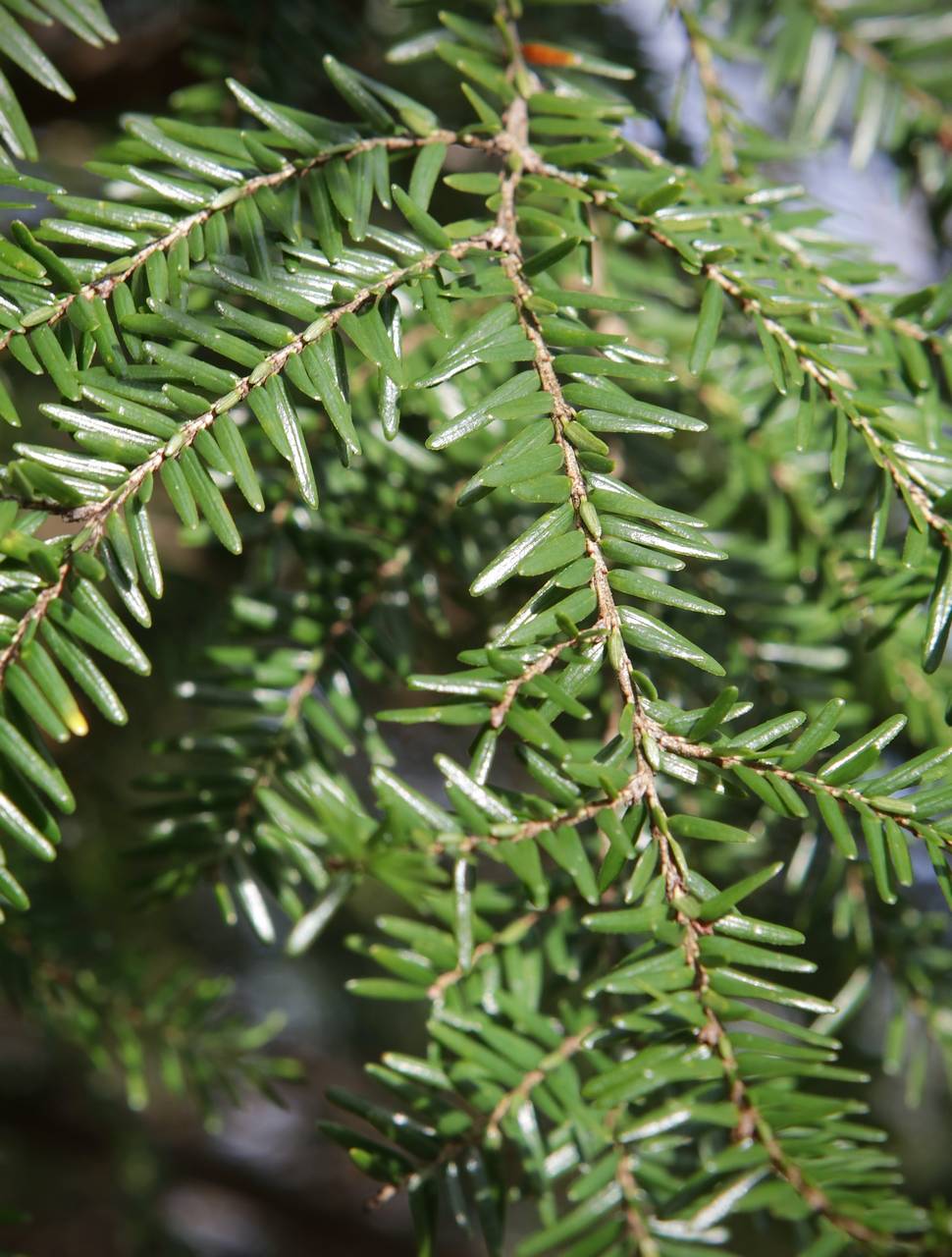 Photo of Eastern Hemlock