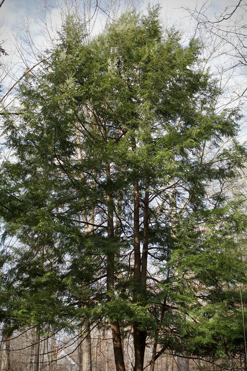 Photo of Eastern Hemlock
