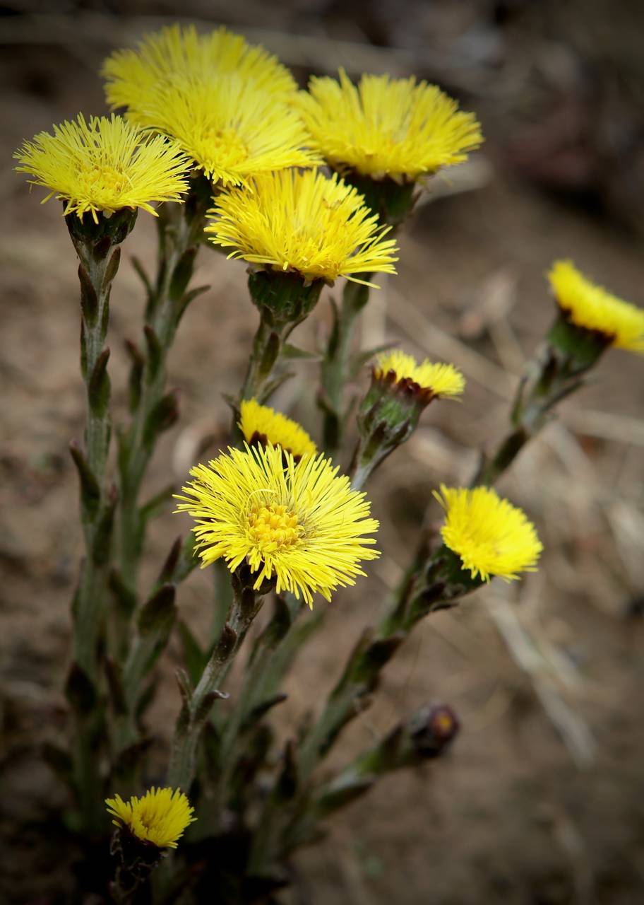 Photo of Coltsfoot