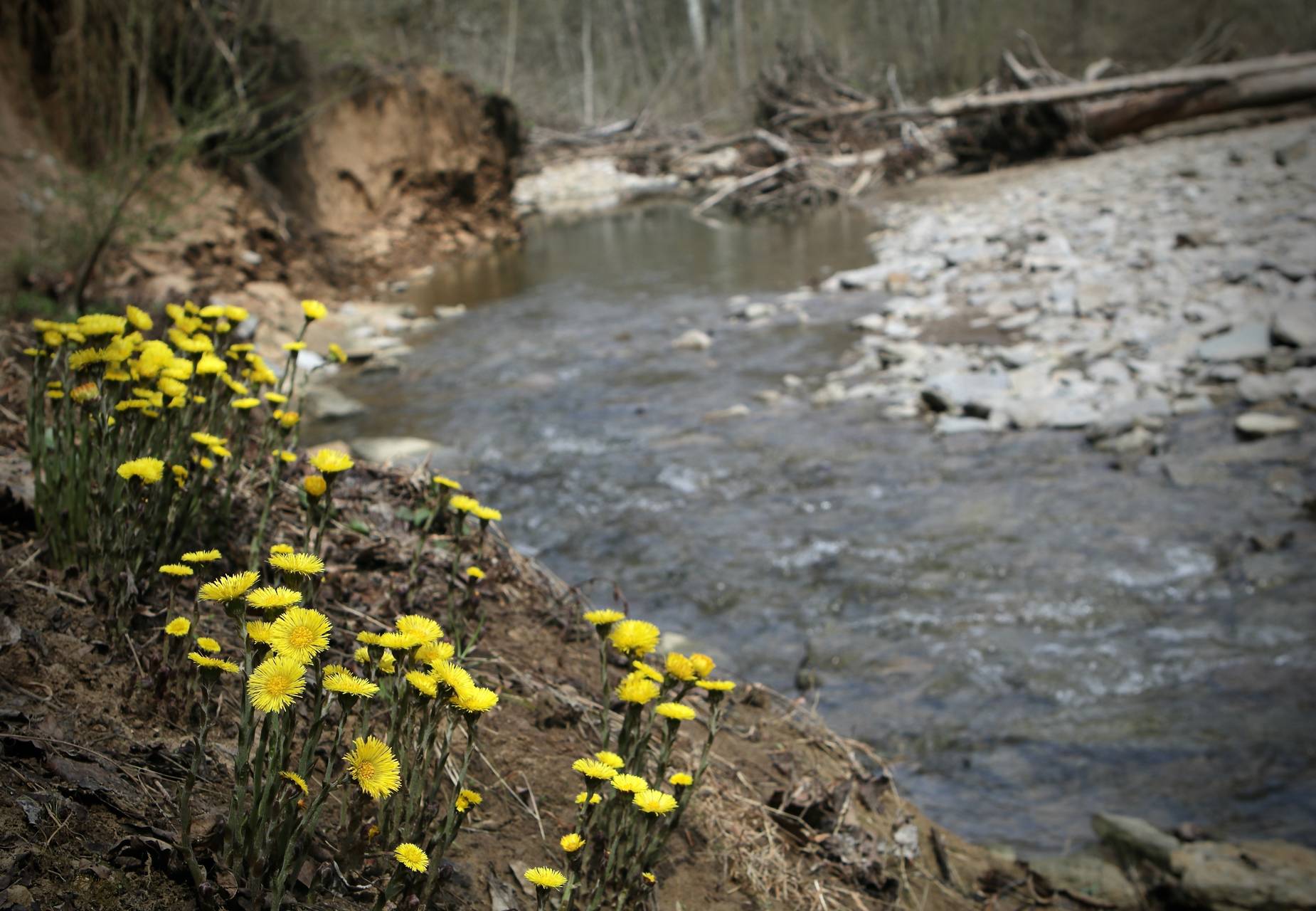 Photo of Coltsfoot