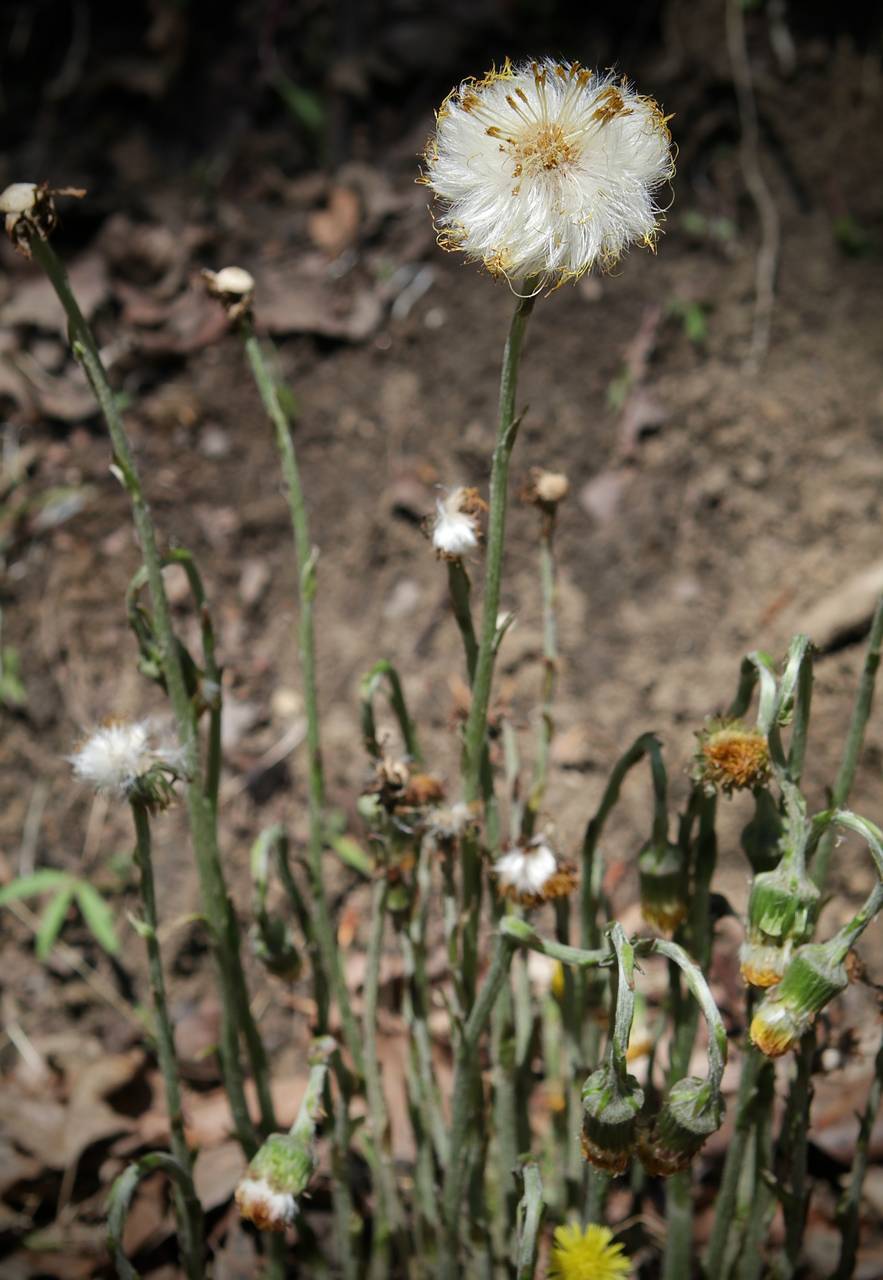 Photo of Coltsfoot